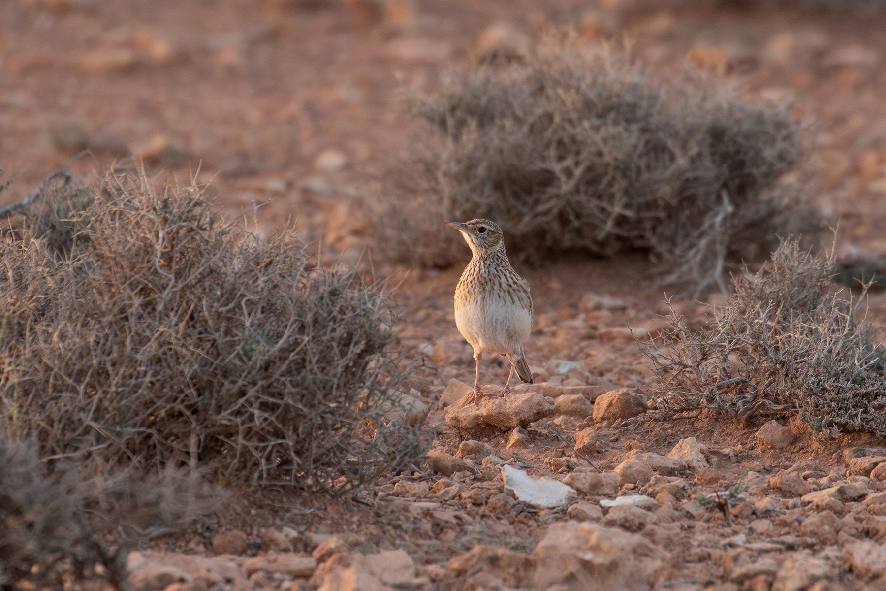 Dupont's Lark (image by Diedert Koppenol)