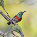 Eastern Miombo Sunbird (image by Pete Morris)