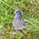 Ecuadorian Ground Dove (image by Leonardo Garrigues)