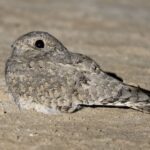 Egyptian Nightjar (image by John Oates)