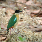 Elegant Pitta on Kalaotoa (image by Craig Robson)