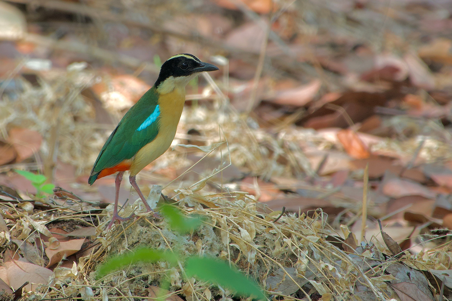 Elegant Pitta on Kalaotoa (image by Craig Robson)