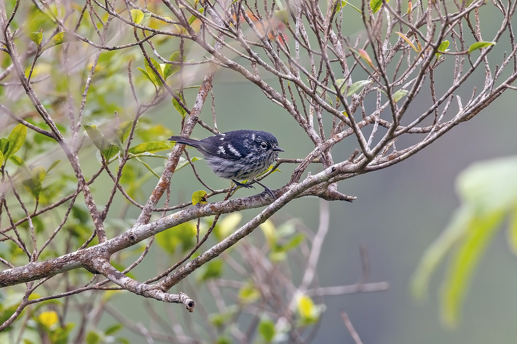 Elfin Woods Warbler (image by Pete Morris)
