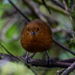Equatorial Antpitta (image by Leonardo Garrigues)