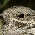 European Nightjar (image by John Oates)