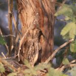 European Scops Owl (image by Hannu Jännes)