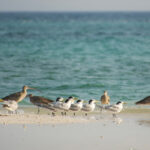 Far Eastern Curlews and Greater Crested Terns (image by Craig Robson)