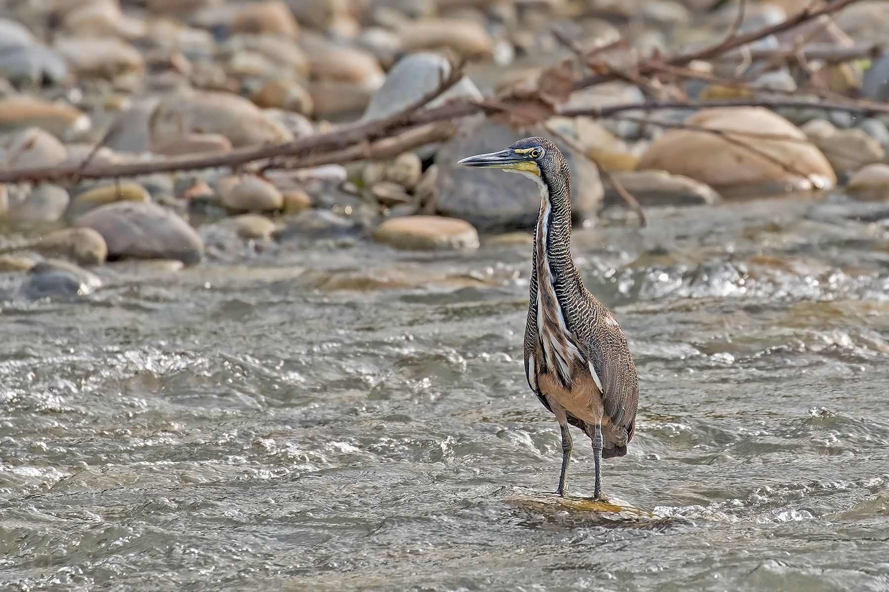 Fasciated Tiger Heron (image by Pete Morris)