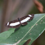 First ever photo of ' Tanimbar' Sailer / Neptis gracilis (image by Craig Robson)