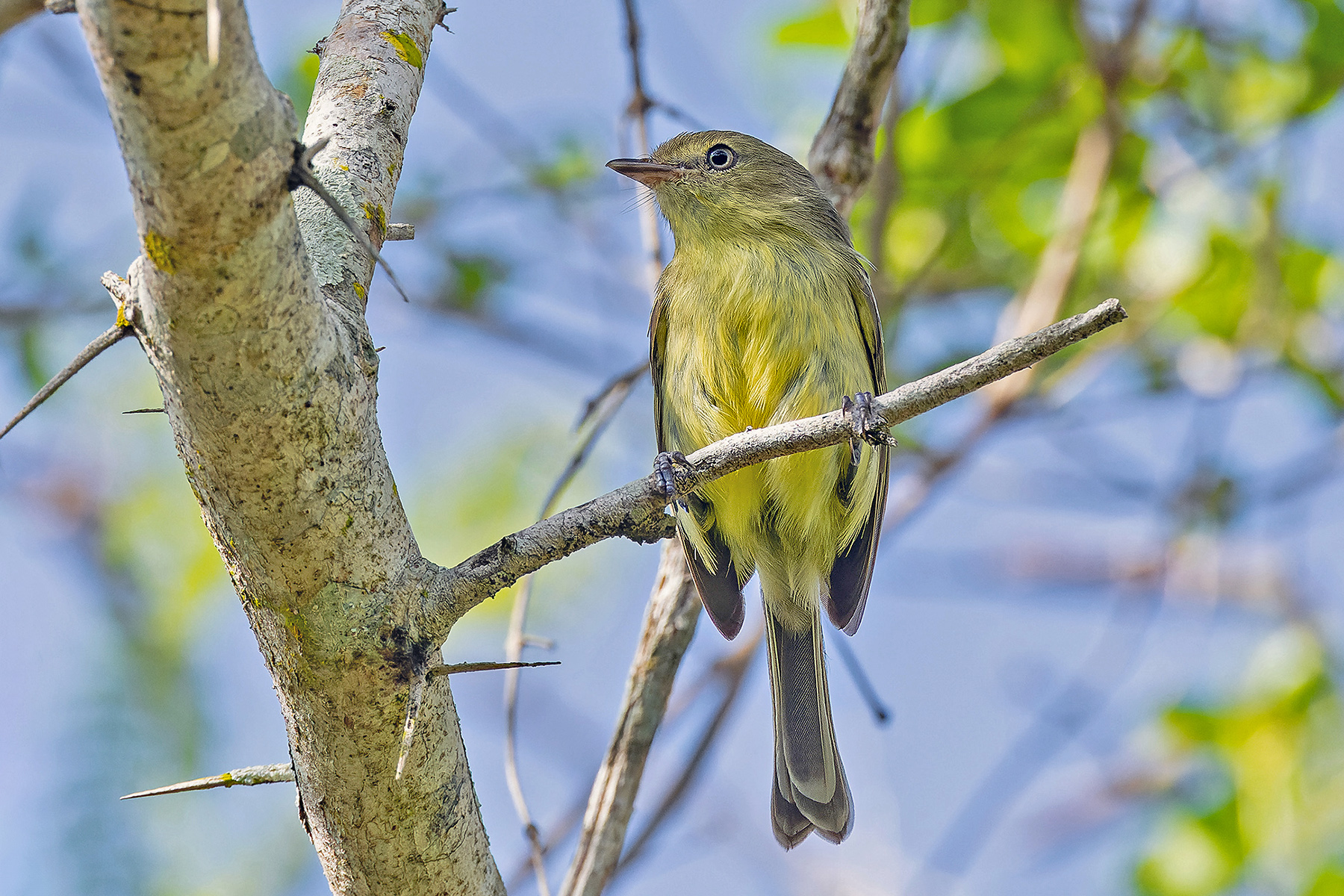 Flat-billed Vireo (image by Pete Morris)