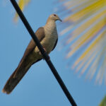 Flores Sea Cuckoo-Dove (image by Craig Robson)