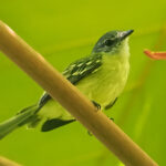 Foothill Elaenia (image by Mike Watson)