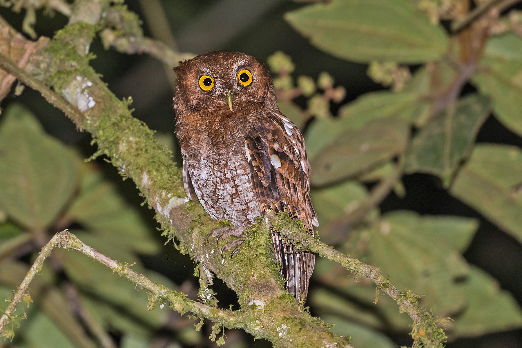 'Roraiman' Foothill Screech Owl (image by Pete Morris)