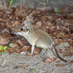 Four-toed Sengi (image by Pete Morris)