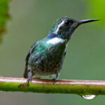 Geoffroy's Daggerbill (image by Leonardo Garrigues)