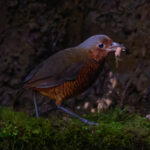 Giant Antpitta (image by Leonardo Garrigues)