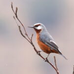 Giant Conebill (image by János Oláh)