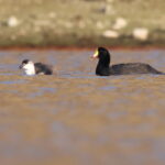 Giant Coot (image by János Oláh)