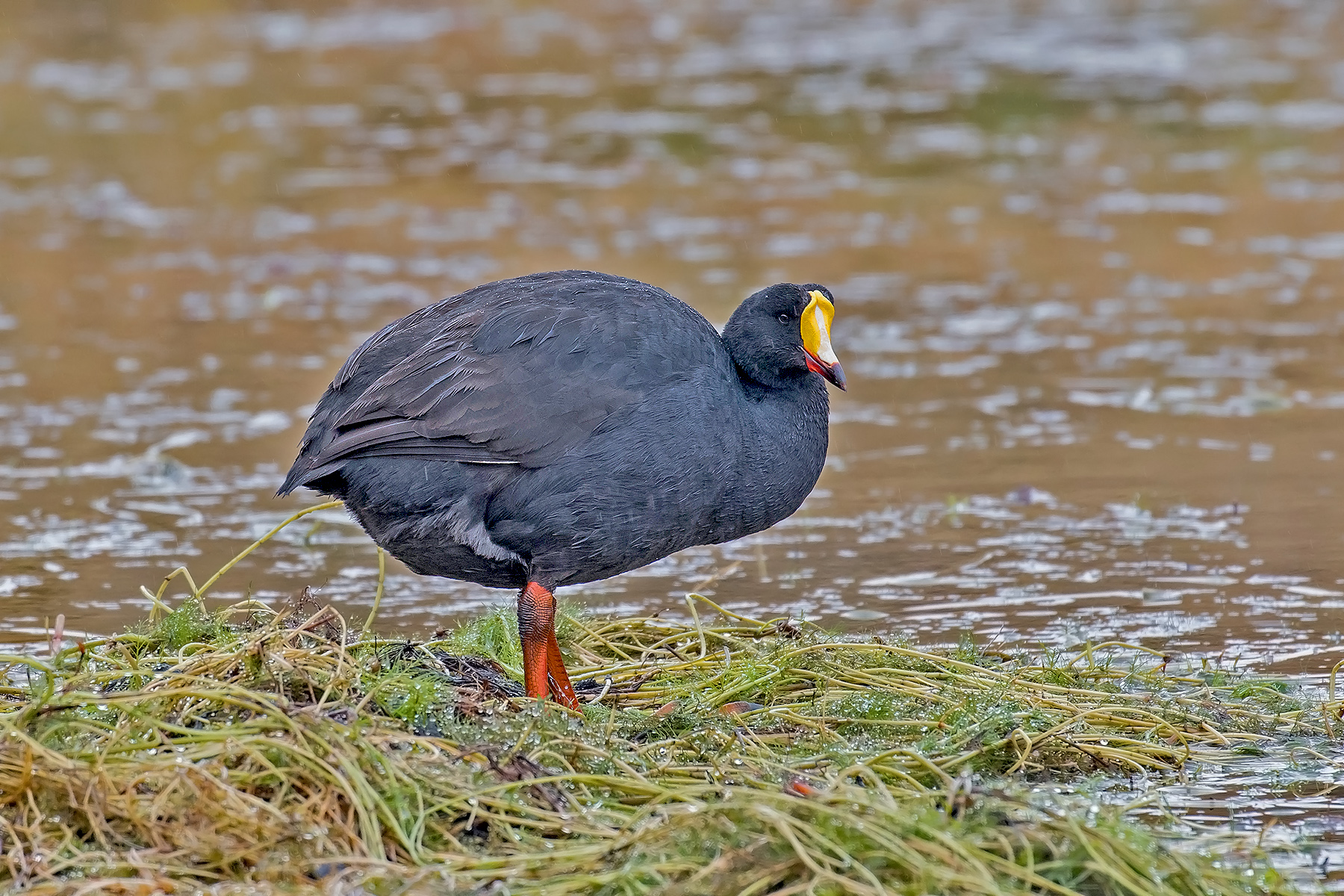 Giant Coot (image by Pete Morris)