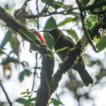 We were the first-ever birders to see Gilliard's Honeyeater (image by Mark Beaman)