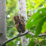 Golden Masked Owl (image by Mark Beaman)