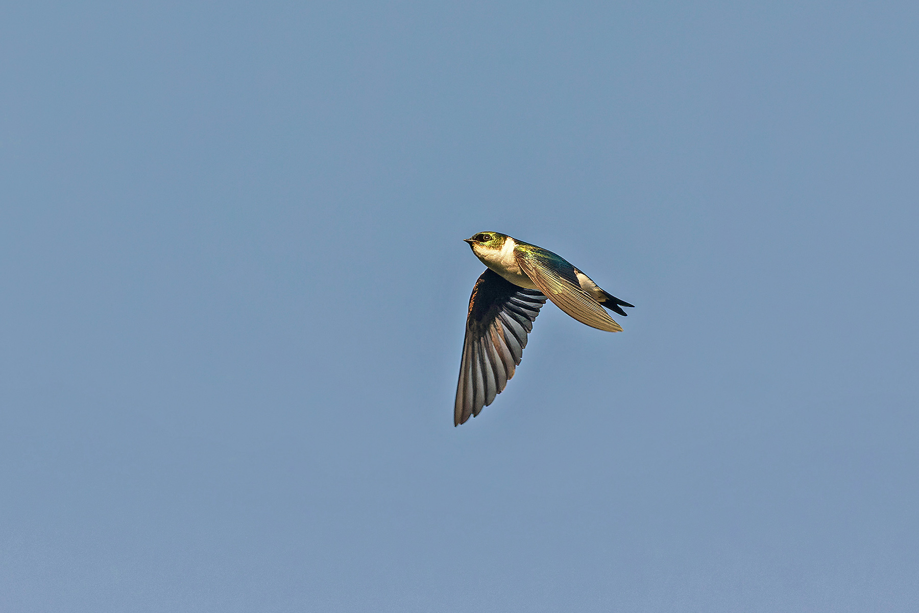Golden Swallow (image by Pete Morris)