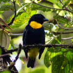 Golden-chested Tanager (image by Leonardo Garrigues)