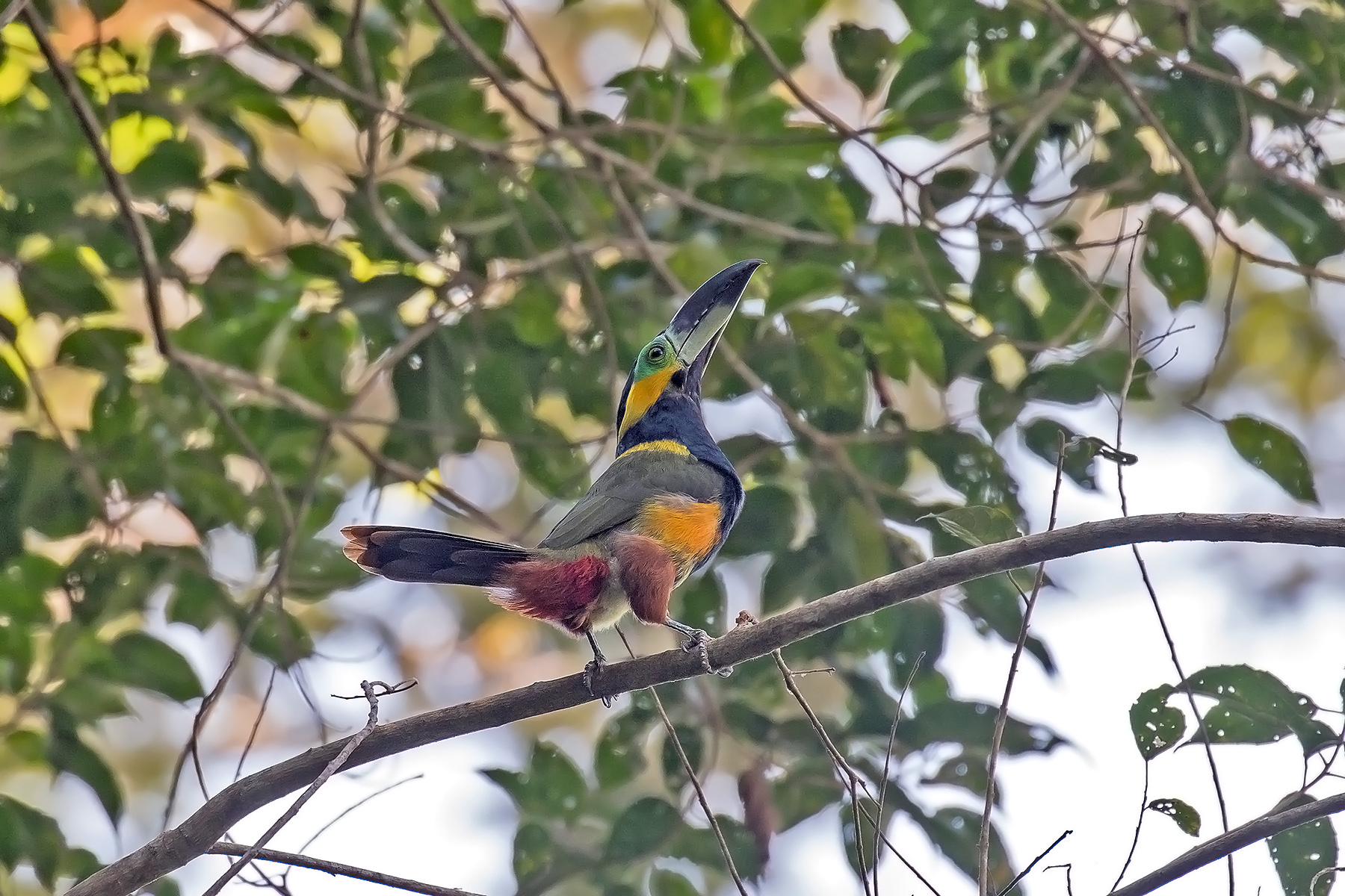 Golden-collared Toucanet (image by Pete Morris)