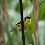 Golden-winged Tody-Flycatcher (image by Leonardo Garrigues)