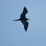 Great Frigatebird (image by Craig Robson)