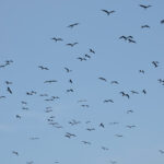 Great and Lesser Frigatebirds (image by Craig Robson)