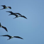 Great and Lesser Frigatebirds (image by Craig Robson)
