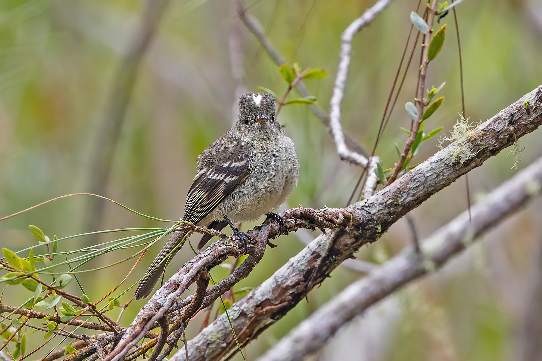 Greater Antillean Elaenia (image by Pete Morris)