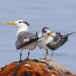 Greater Crested Tern (image by Hannu Jännes)