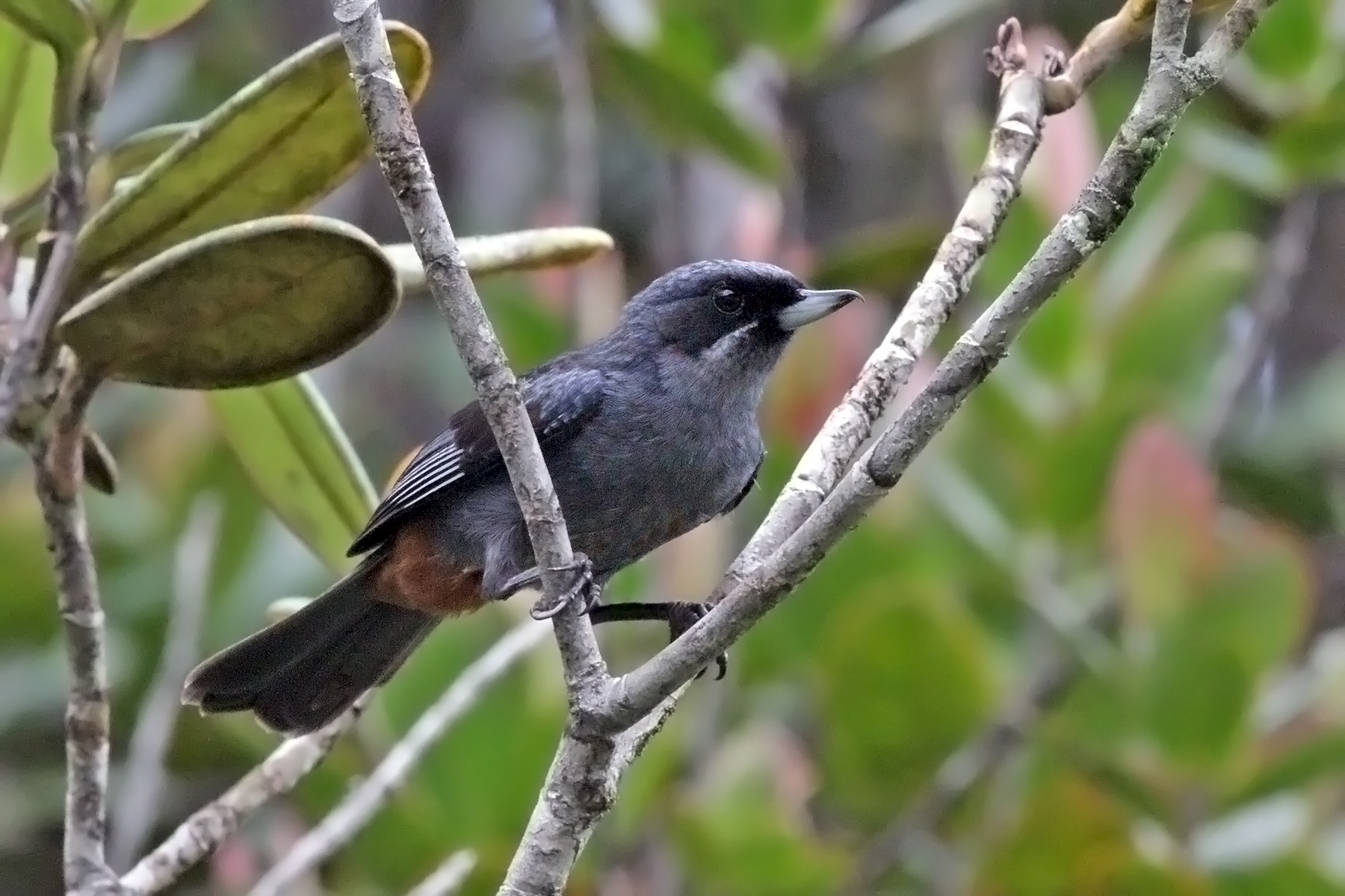 Greater Flowerpiercer (image by Eustace Barnes)