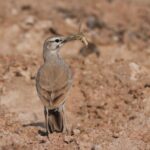 Greater Hoopoe-Lark (image by John Oates)