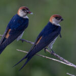 Greater Striped Swallow (image by Simon Mitchell)