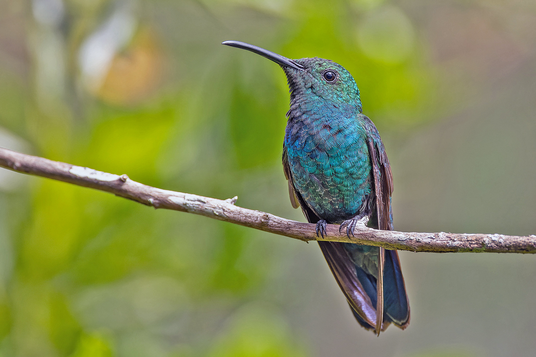 Green Mango (image by Pete Morris)