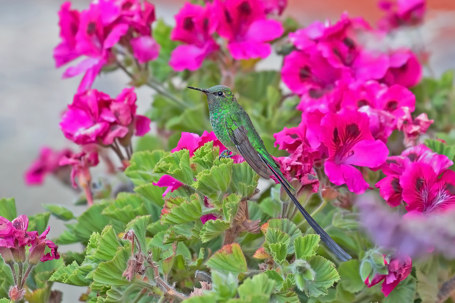 Green-tailed Trainbearer (image by Pete Morris)