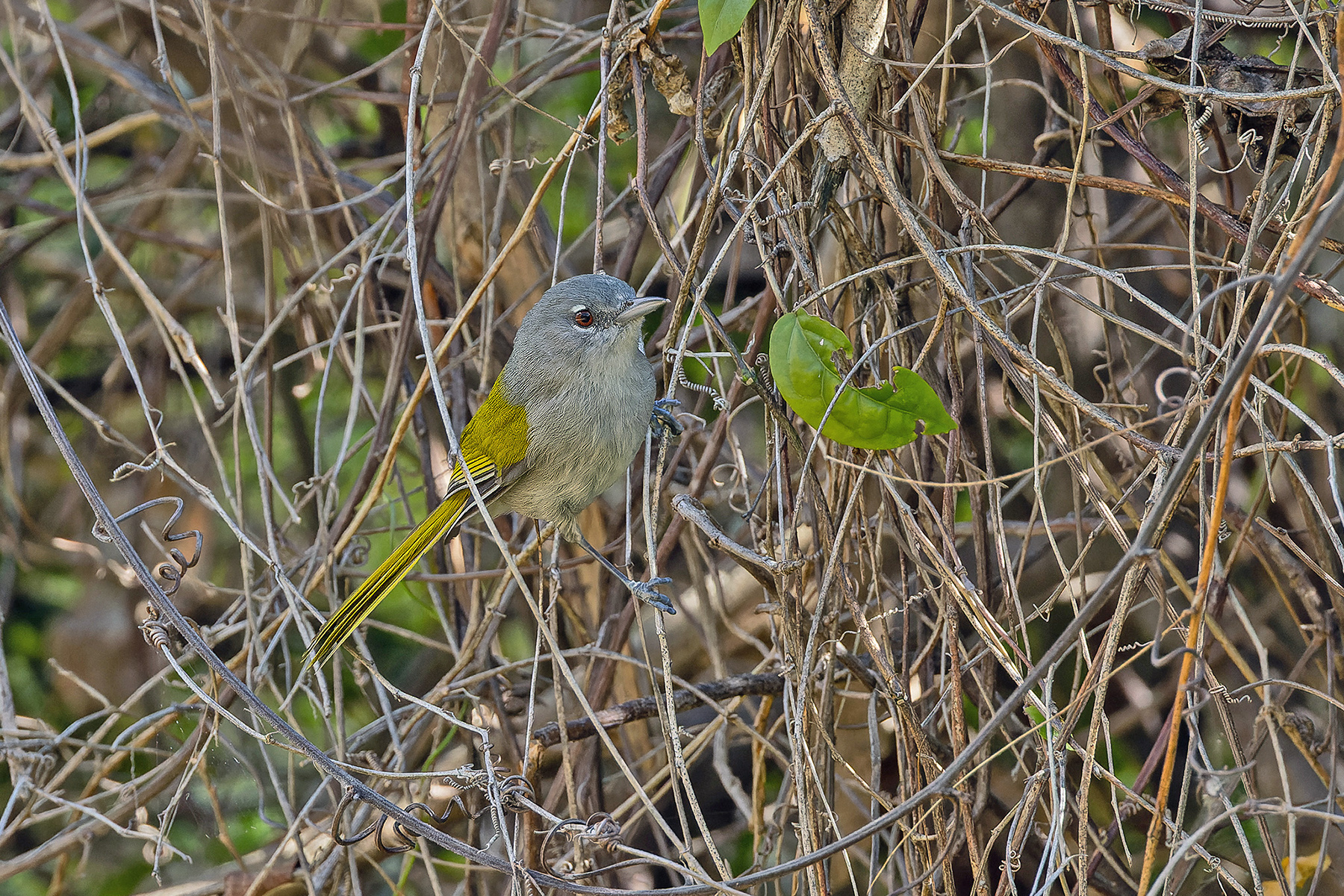 Green-tailed Warbler (image by Pete Morris)