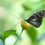 Grey Glassy Tiger on Kalao (image by Craig Robson)