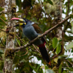 Grey-breasted Mountain Toucan (image by Leonardo Garrigues)