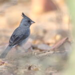 Grey-crested Finch (image by János Oláh)