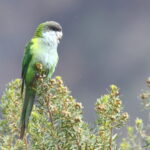 Grey-hooded Parakeet (image by János Oláh)