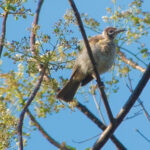 Grey (or Kisar) Friarbird (image by Craig Robson)