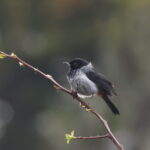 Grey-bellied Flowerpiercer (image by János Oláh)
