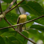 Handsome Flycatcher (image by Leonardo Garrigues)