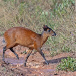 Harvey's Duiker (image by Pete Morris)
