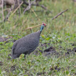 Helmeted Guineafowl (image by Pete Morris)
