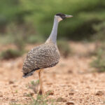 Heuglin's Bustard (image by Mark Beaman)